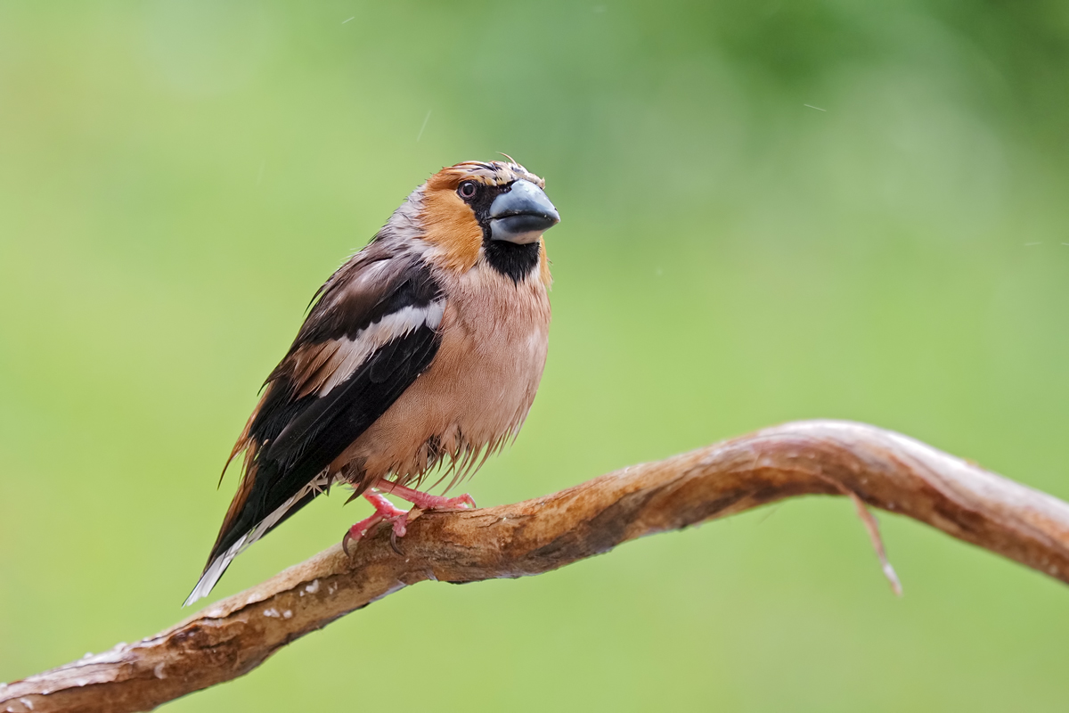 Coccothraustes-coccothraustes-OGG10569---Kopie.jpg