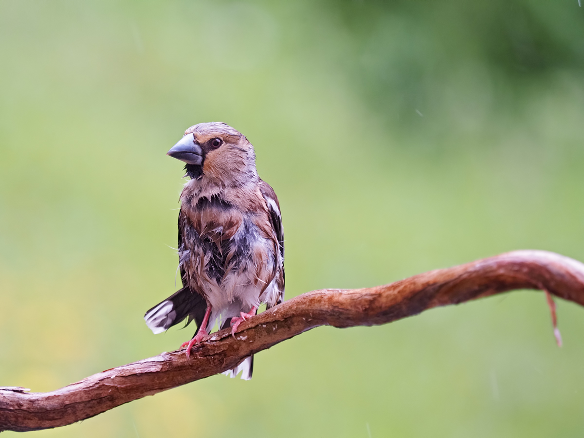 Coccothraustes-coccothraustes-OGG10817---Kopie.jpg
