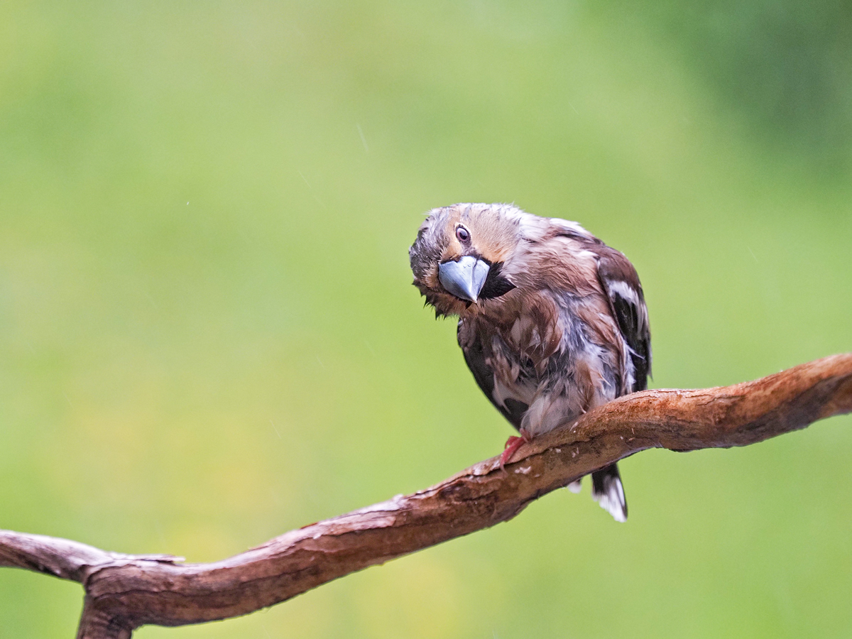 Coccothraustes-coccothraustes-OGG10834---Kopie.jpg