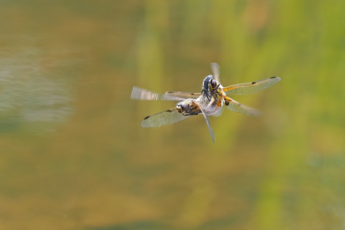 Libellula-quadrimaculata-OGG01513---Kopie.jpg