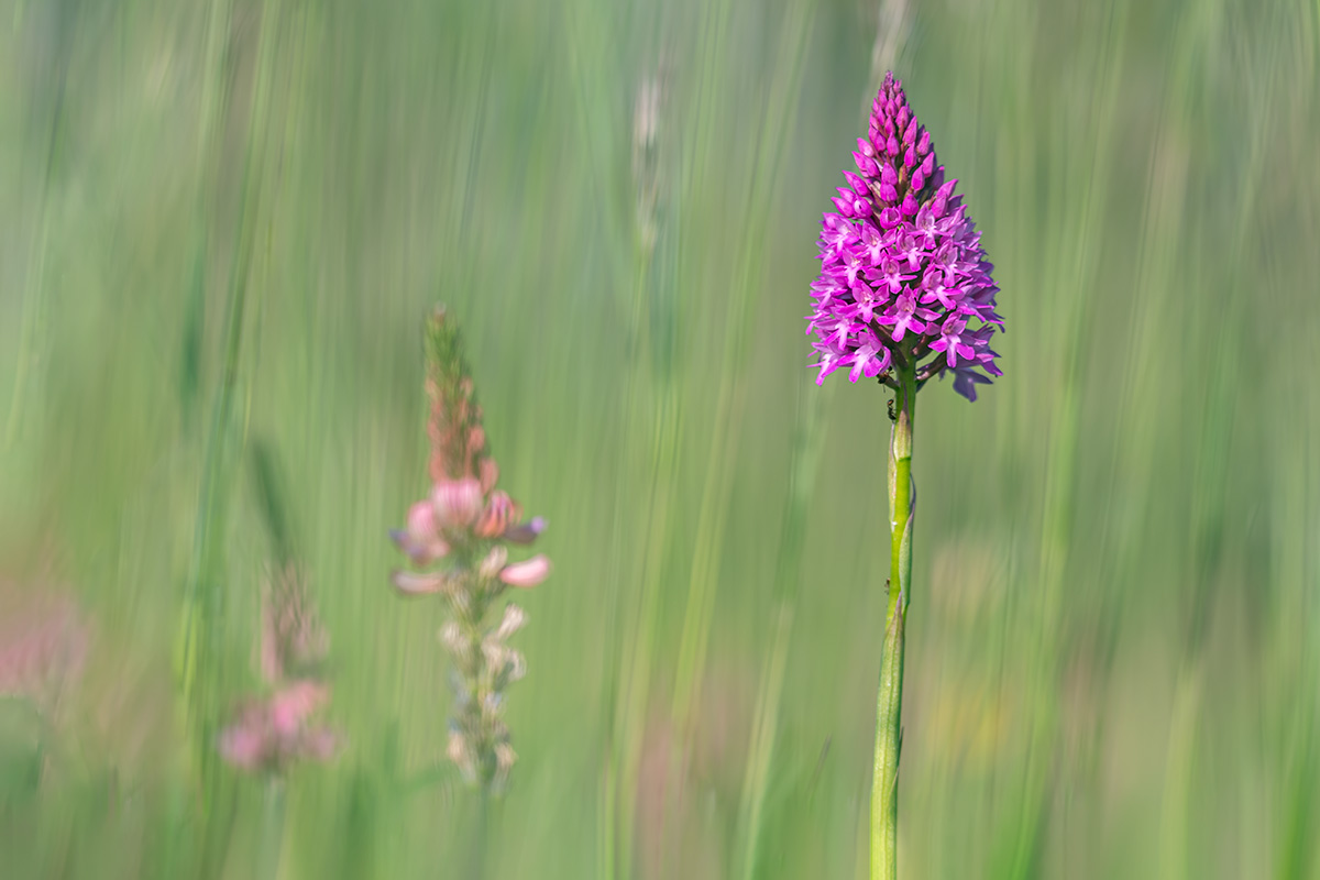 compPyramidenorchis,Esparsette18.5.2020MerishausenDSC4287.jpg