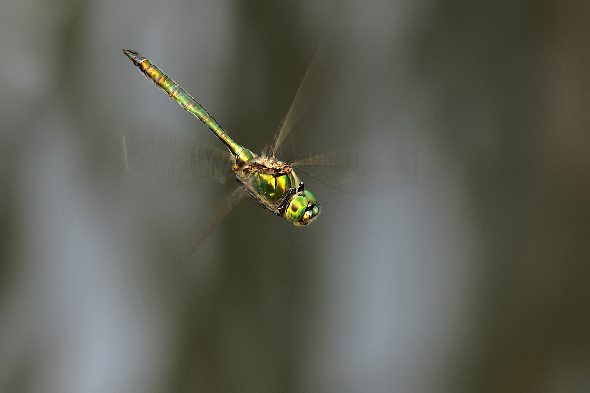 Somatochlora metallica_m_flug_IMG_3200_1200d.jpg