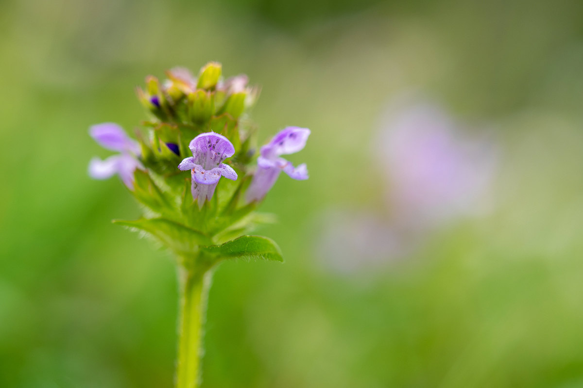 P6180012-1-Braunelle-verkl.jpg
