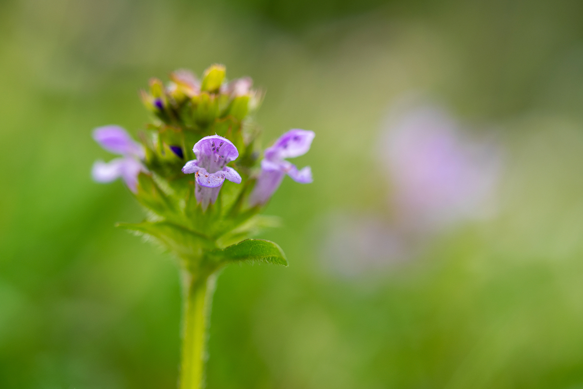 P6180013-1-Braunelle.jpg