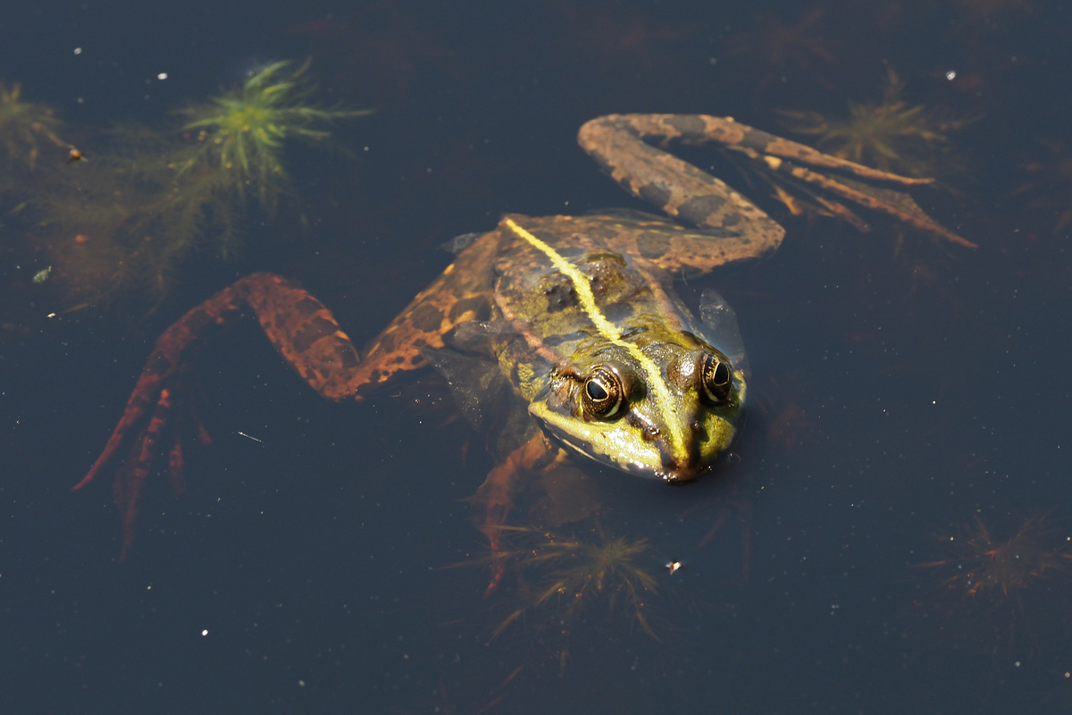 Frosch.jpg