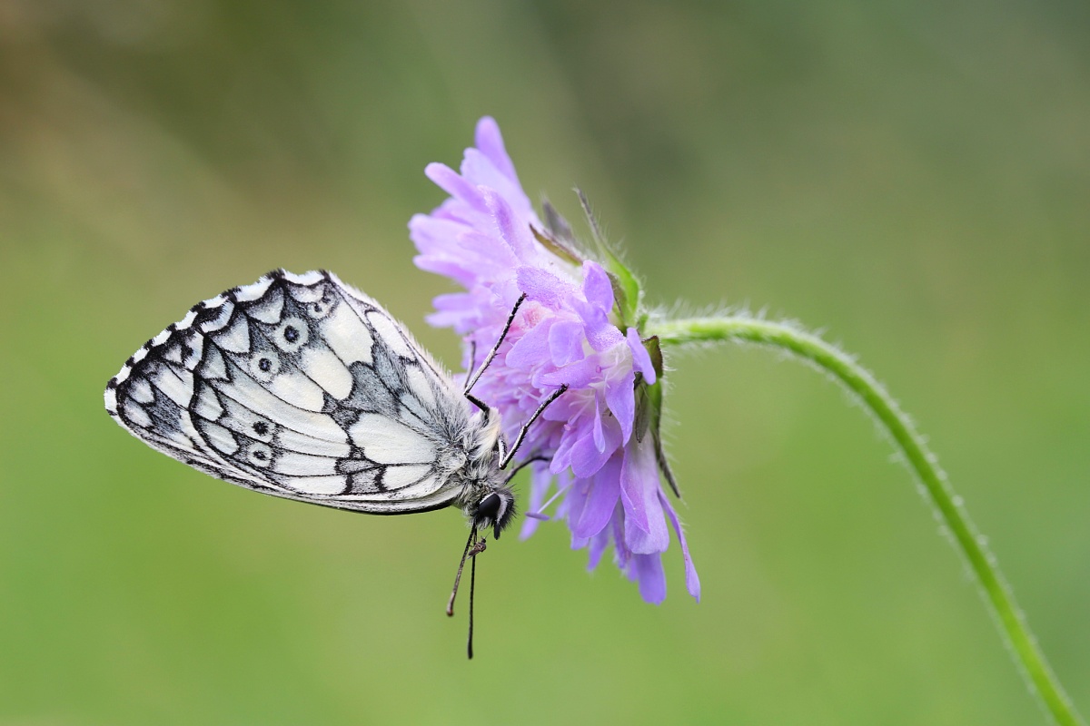 2020 IMG_7966 makroforum Auge in Auge.jpg
