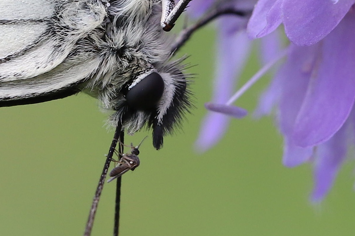 2020 IMG_7966 makroforum Auge in Auge -2.jpg
