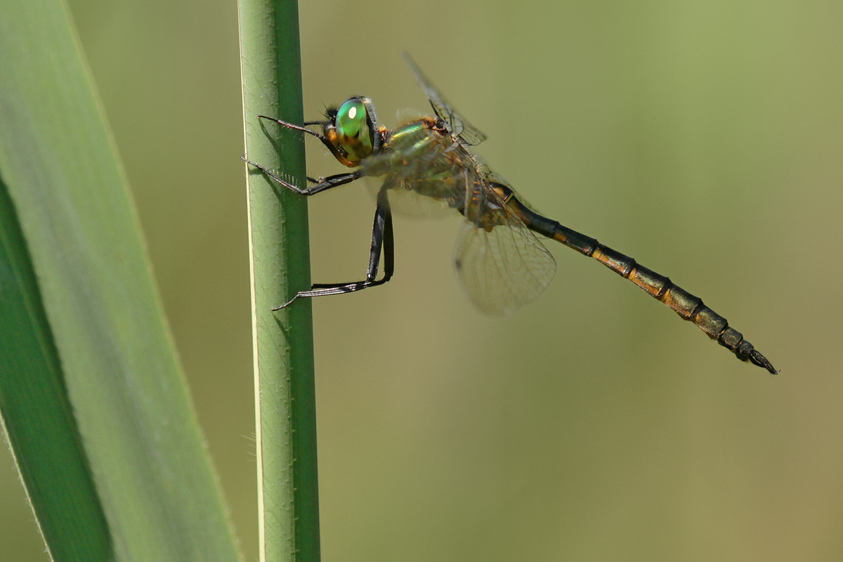 Somatochlora flavomaculata_IMG_4137_1200.jpg