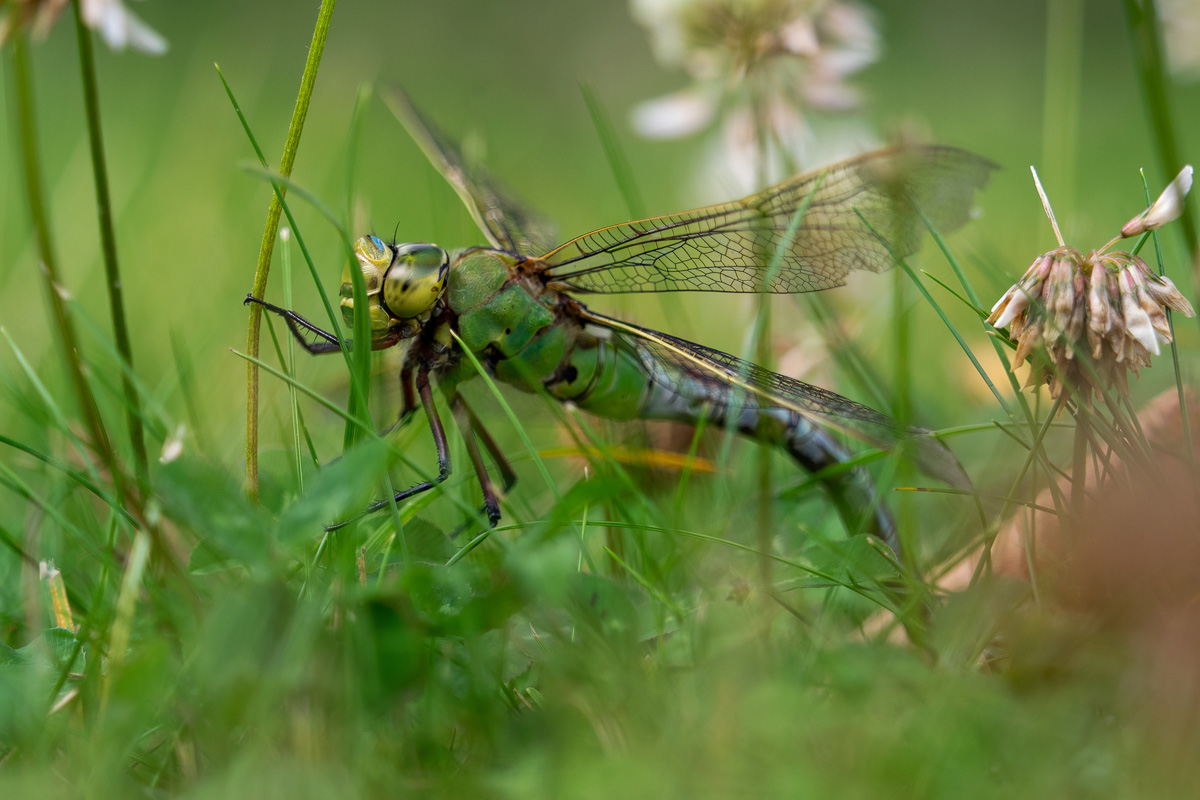 P6150022-1-Libelle-verkl.jpg