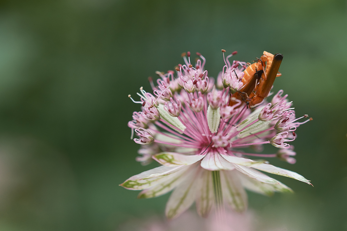 An der Sterndolde 2.jpg