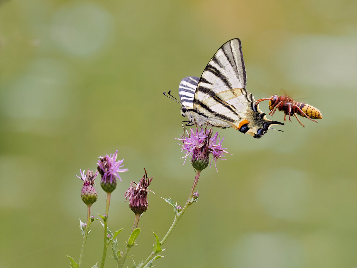 Iphiclides-vs-Vespa-OGG64548---Kopie.jpg
