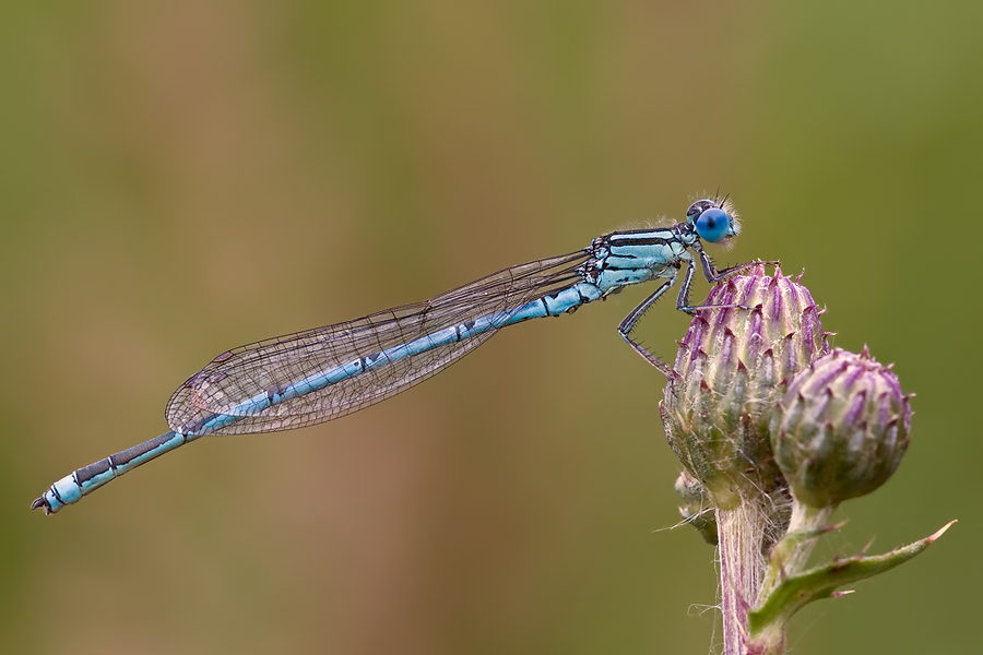DSC_6056.jpg