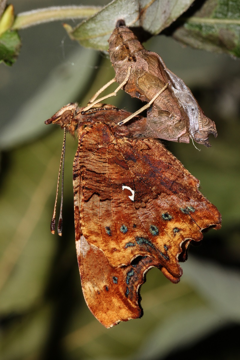 IMG_5242_edited.jpg