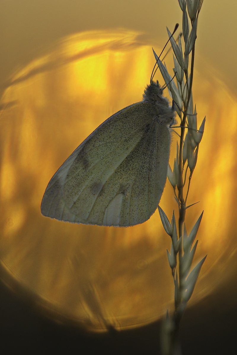 80D4588100_1.jpg