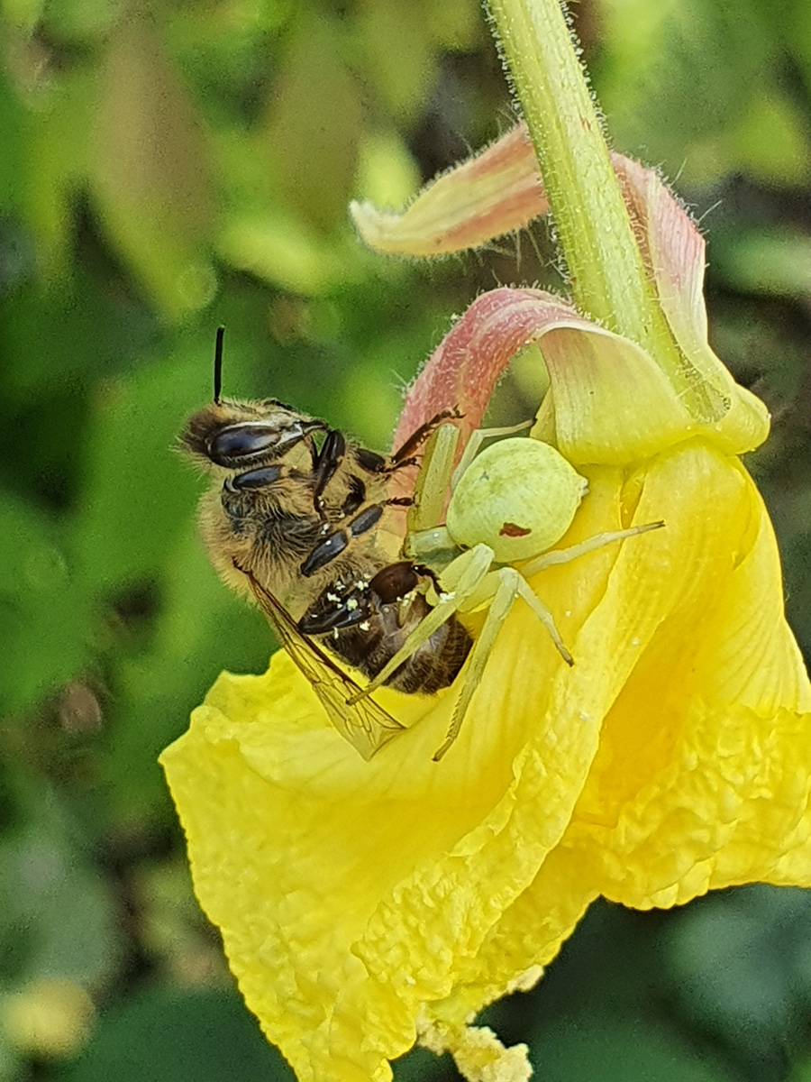 spinne2kl.jpg