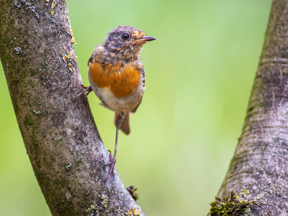 Rotkehlchen-Jungvogel.jpg