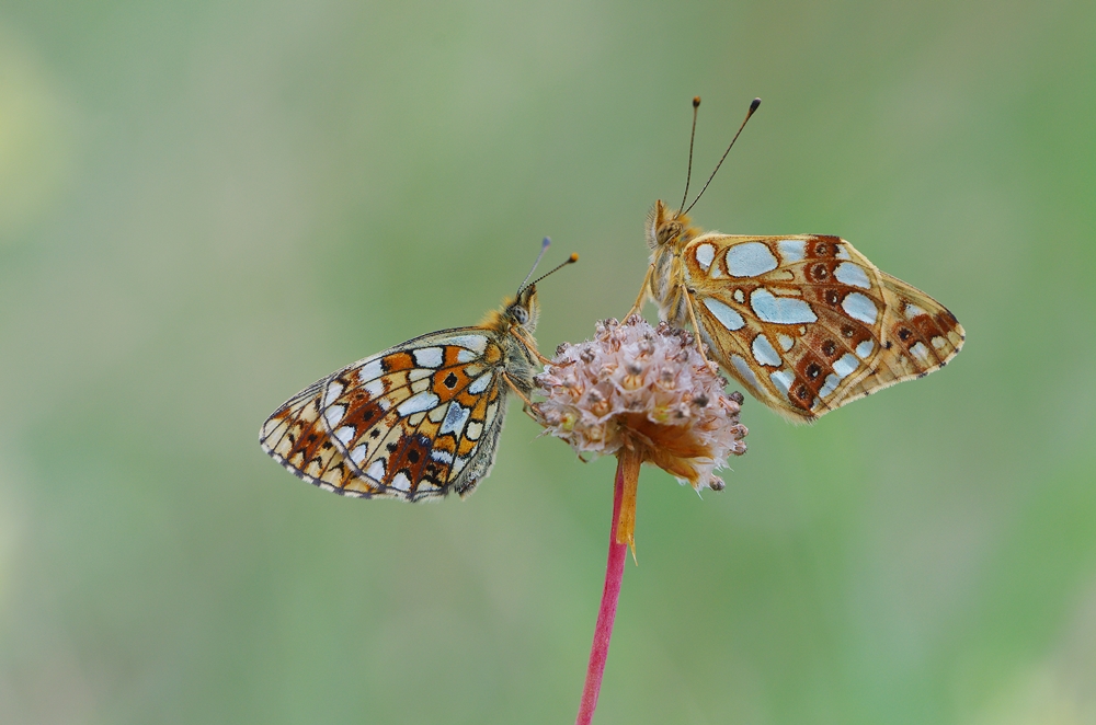 IMGP8871 plombieres.JPG