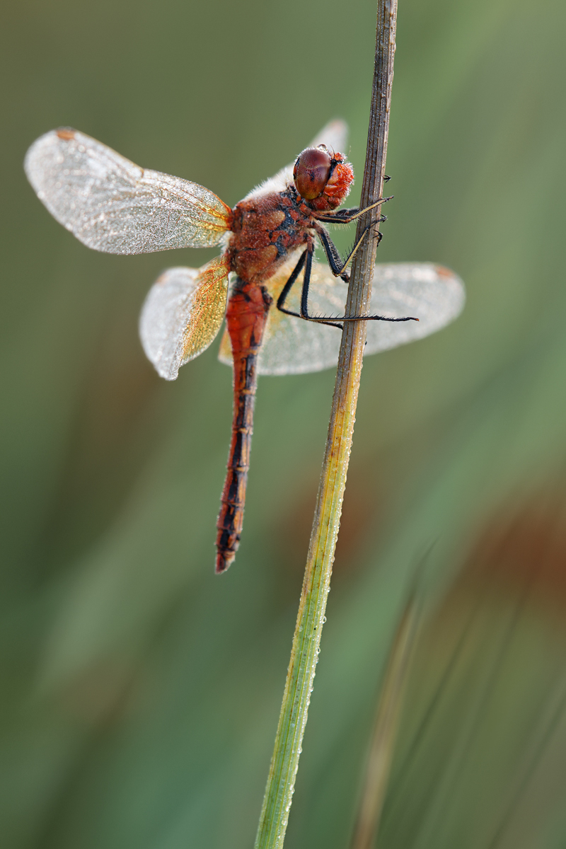 Sympetrum flaveolum_m_IMG_9484_1200a.jpg