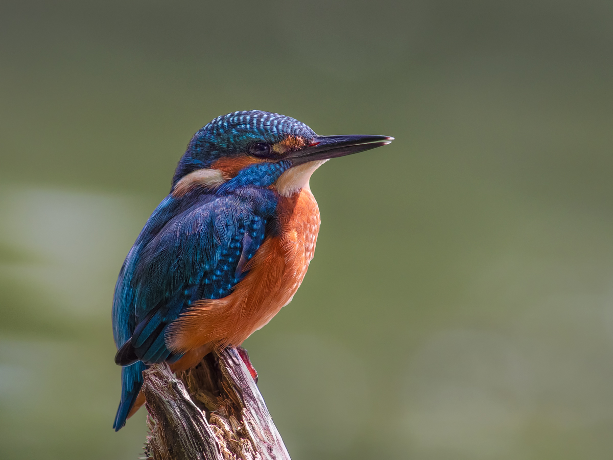 Eisvogel-sonnig.jpg