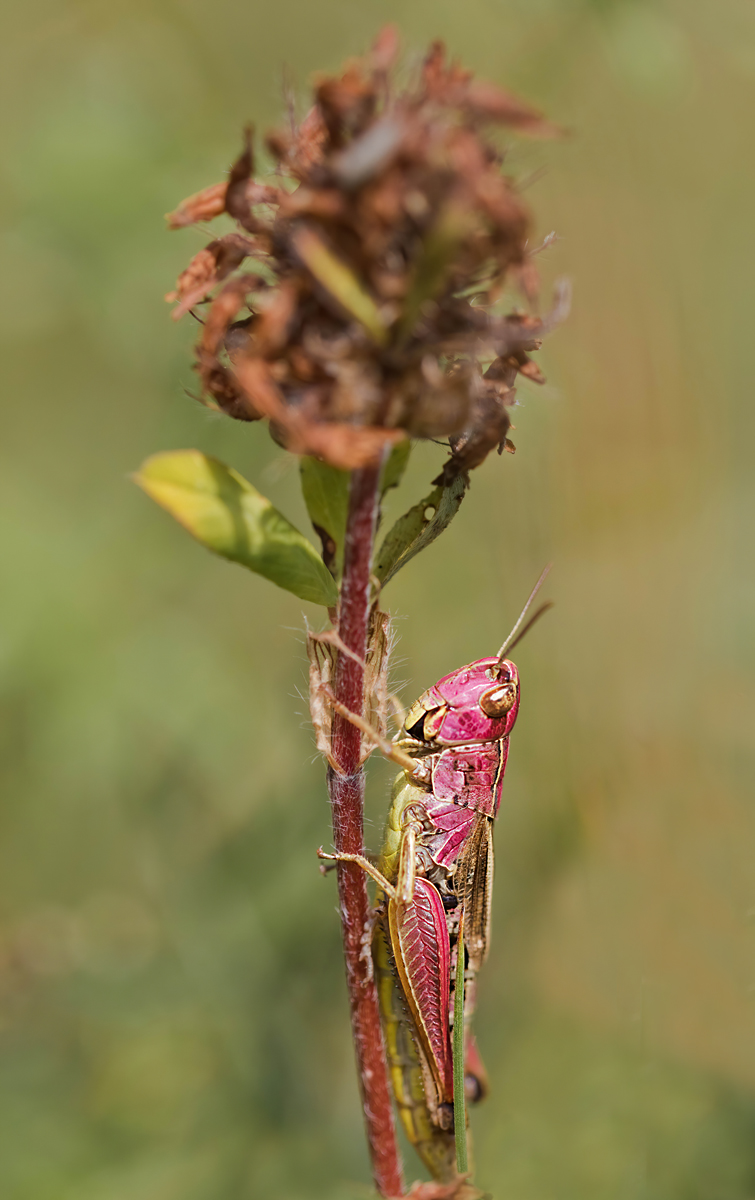 OS_3137NX1.jpg