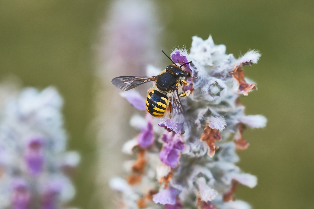 Garten Wollbiene 1.jpg