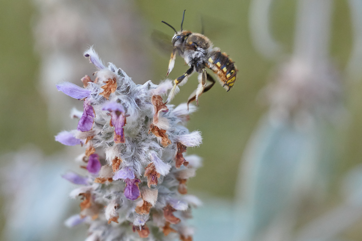 Garten Wollbiene 3.jpg