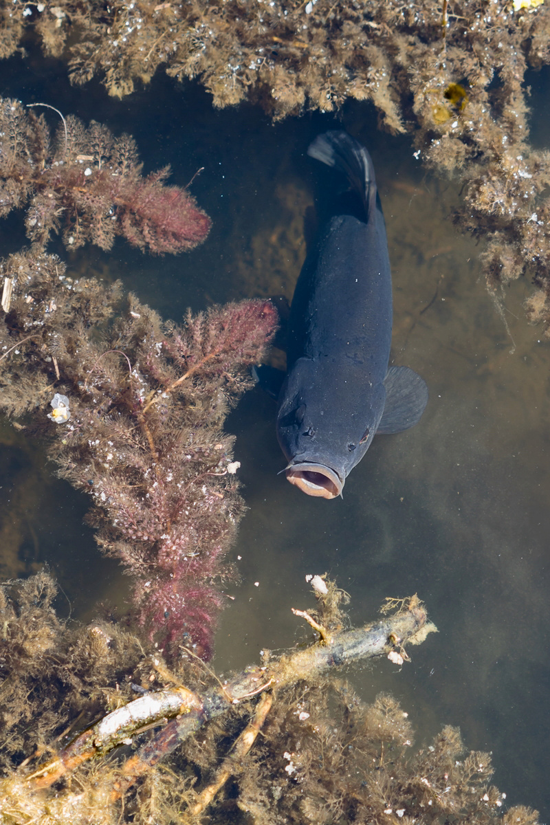 Tinca tinca Schleie; Tincidae Fisch (1)-2-2.jpg