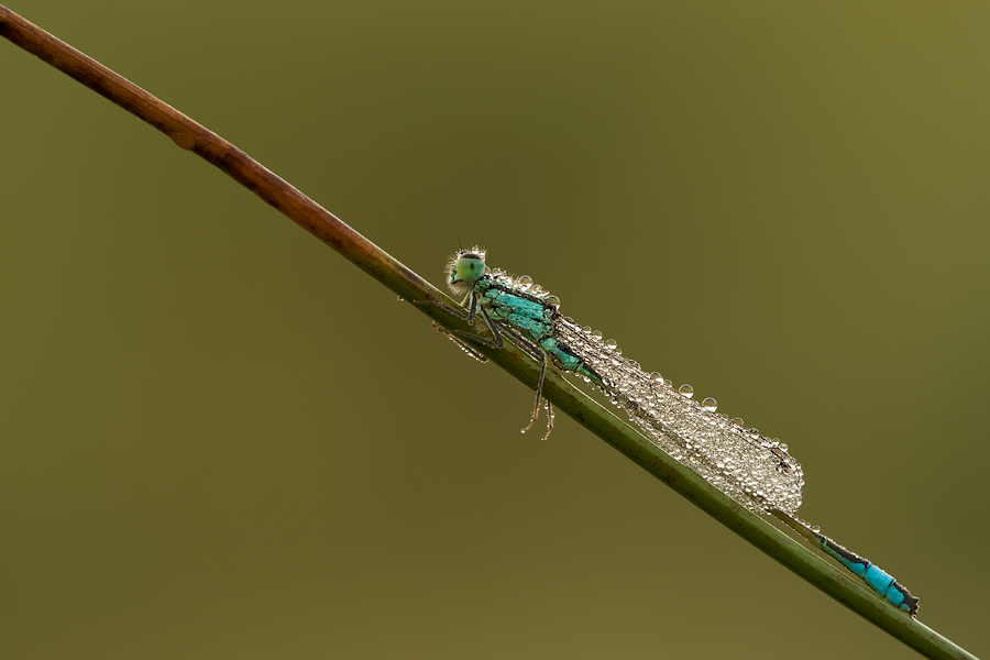 Libellentrockner_D03_1452.jpg