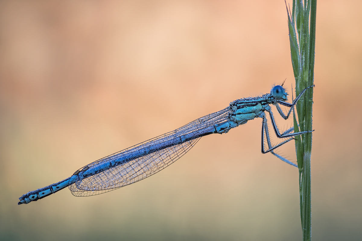 Libelle.jpg