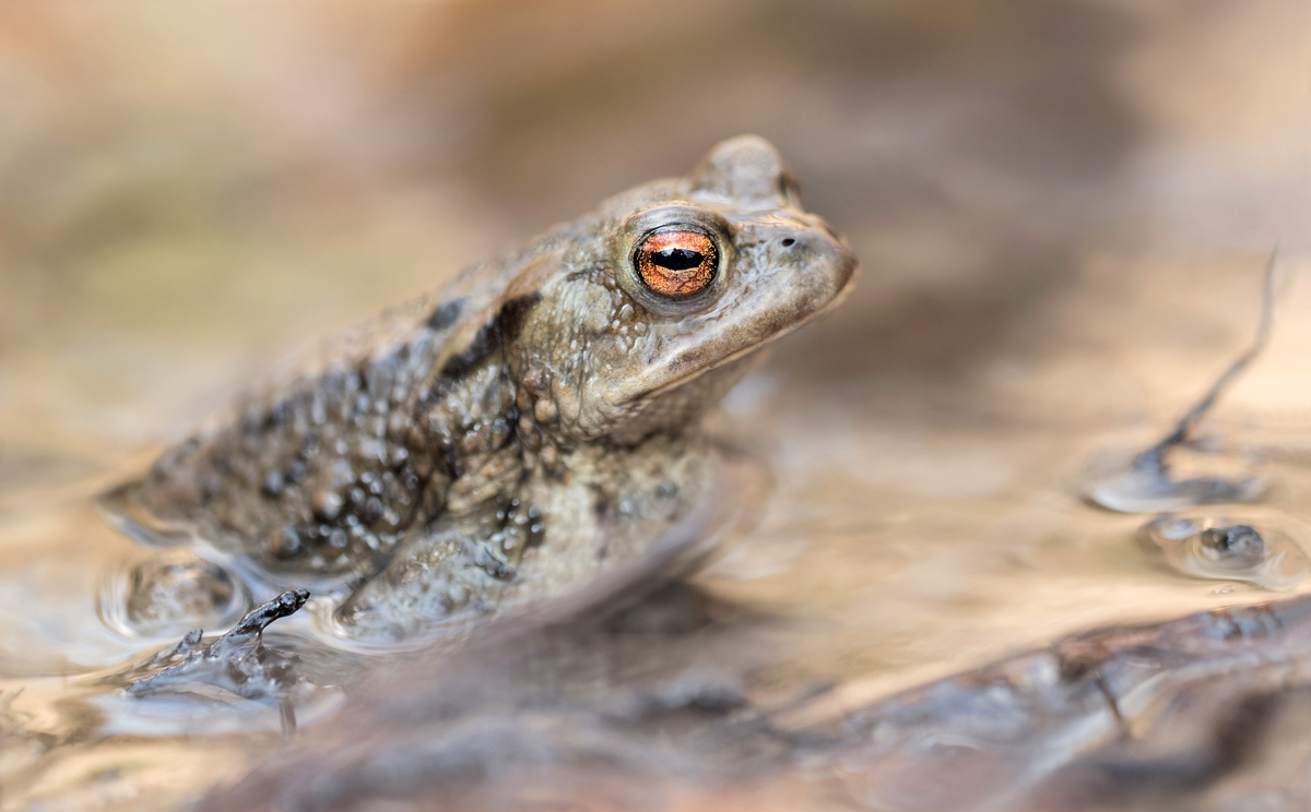 Bufo bufo MF..jpg