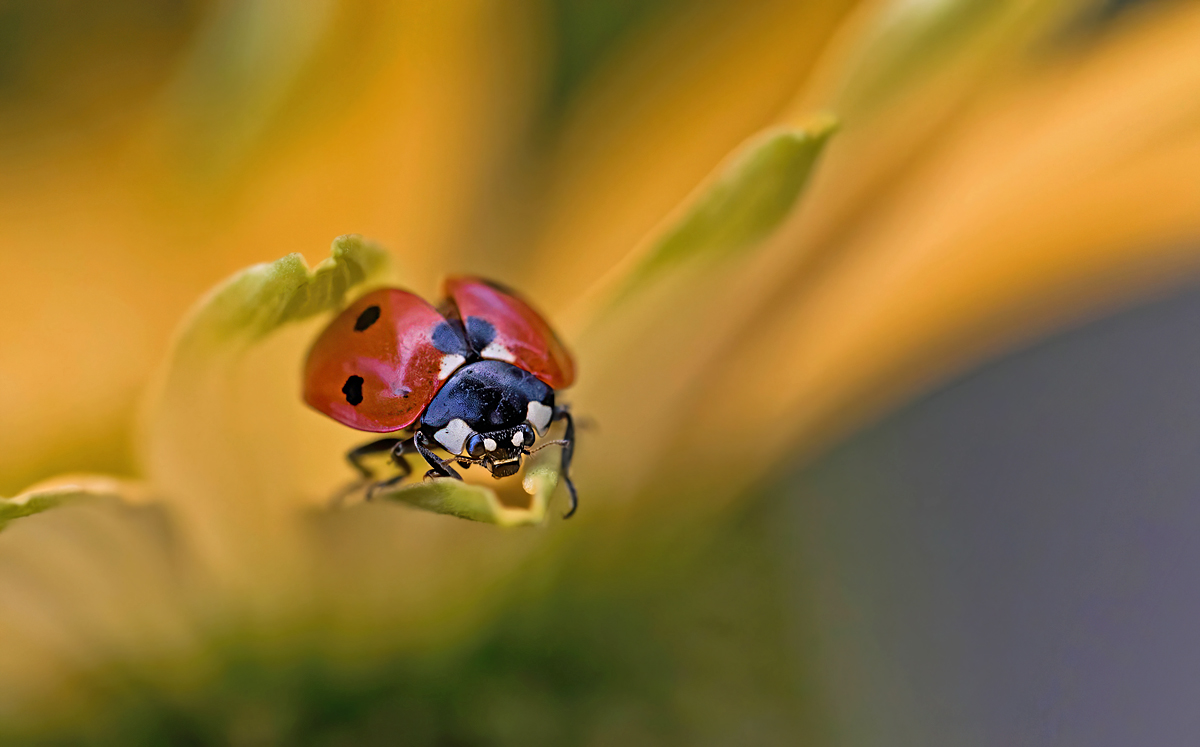 OS_4574NP1.jpg