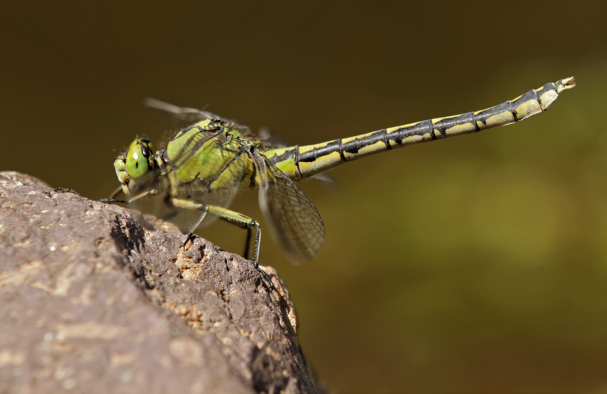Ophiogomphus cecilia_f_IMG_8389_1200x780.jpg