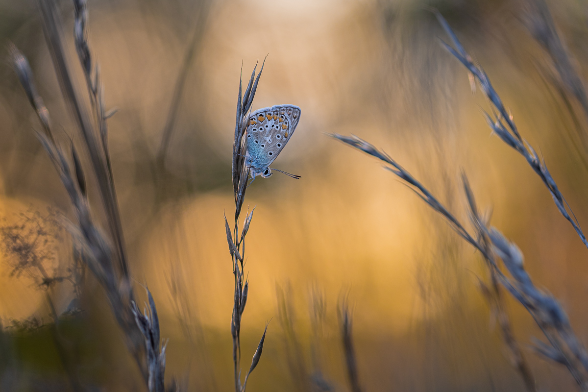 DSCF6633-Verbessert-1.jpg