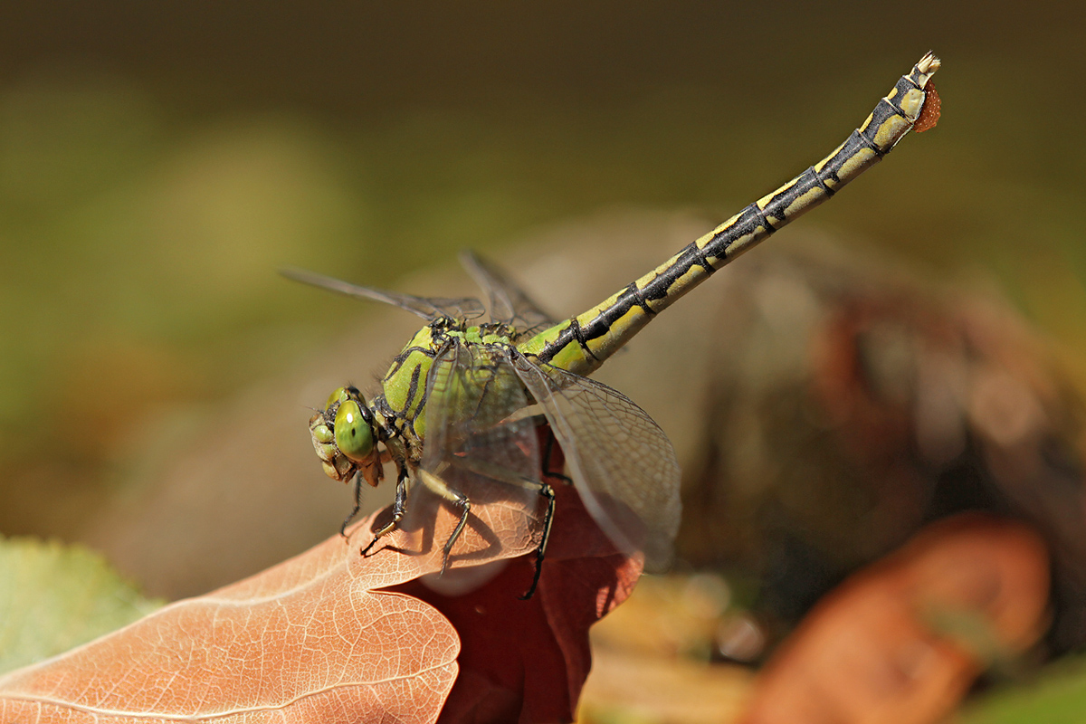 Ophiogomphus cecilia_f_Eierauspressen_IMG_8339_1200a.jpg