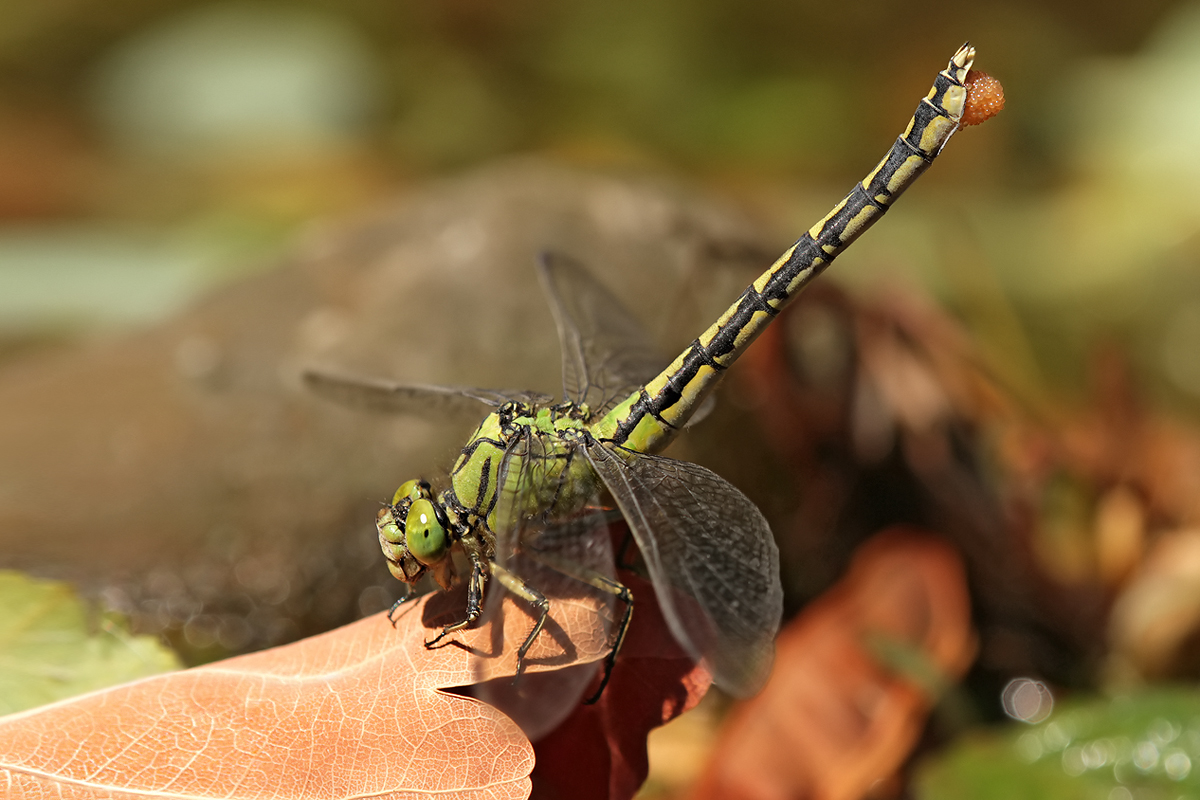 Ophiogomphus cecilia_f_Eierauspressen_IMG_8376_1200b.jpg