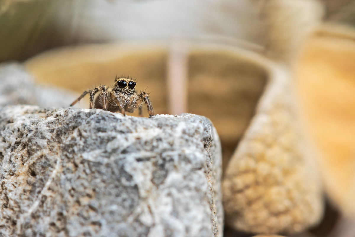 Springspinne Platania; Salticidae Spinne (4).jpg