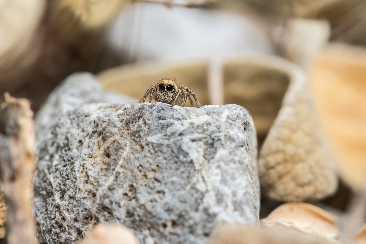 Springspinne Platania; Salticidae Spinne (3).jpg