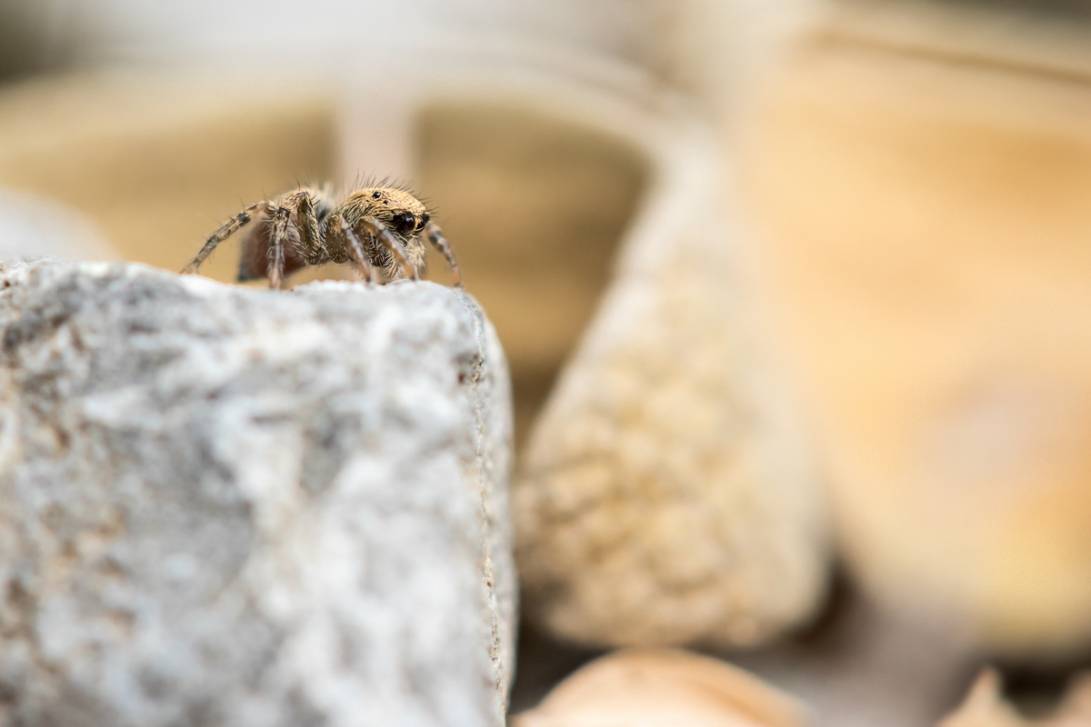 Springspinne Platania; Salticidae Spinne (5).jpg