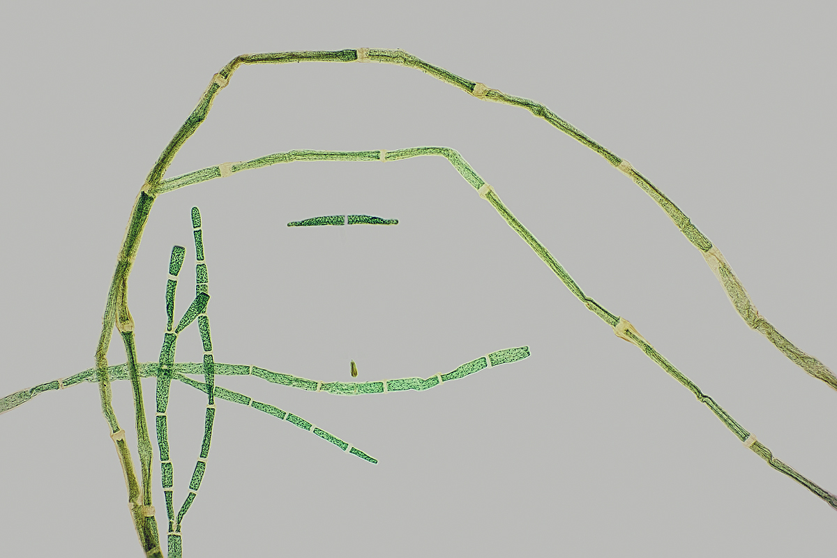 M5_A28_TPnd_WS1200_TPc.jpg