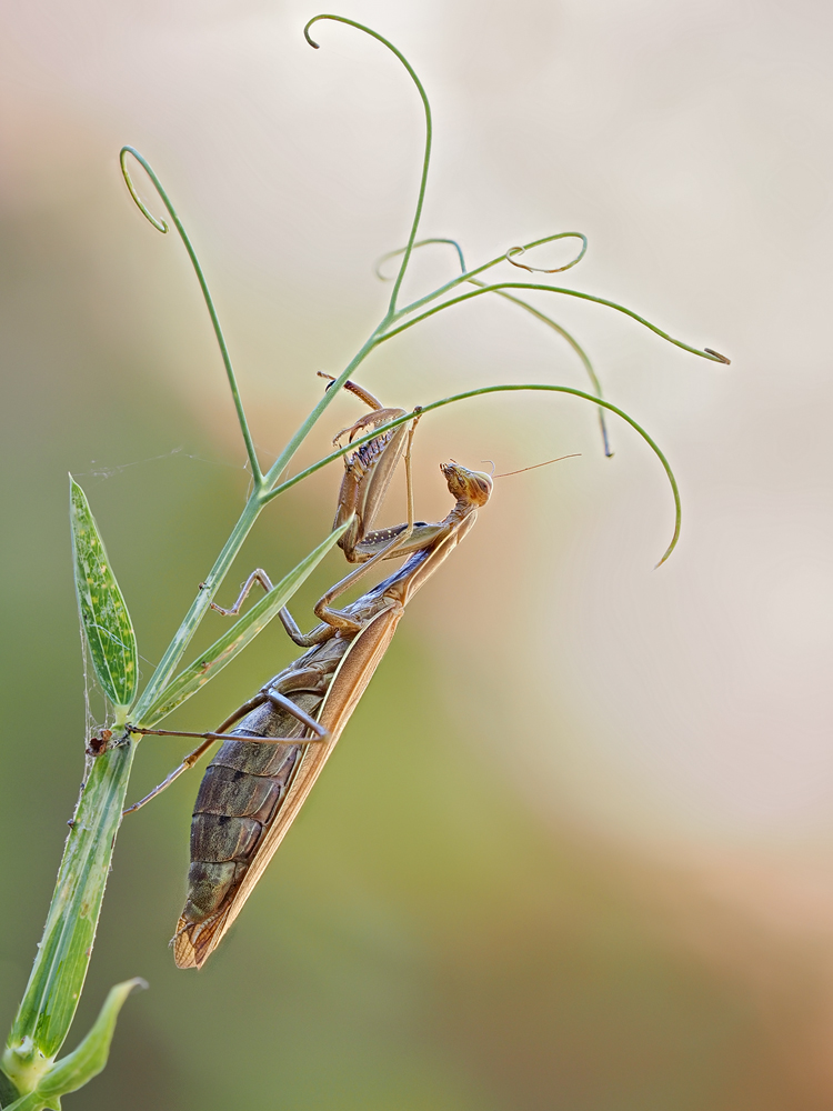 Mantis-religiosa-zogg93605_12---Kopie.jpg