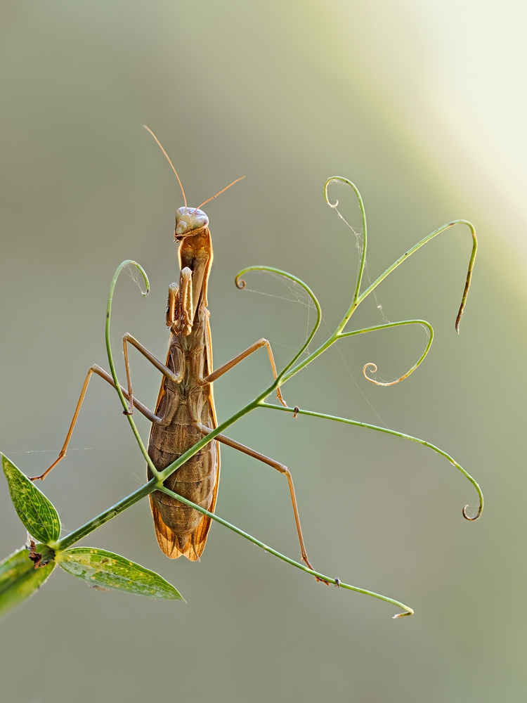 Mantis-religiosa-zogg93683_12---Kopie.jpg