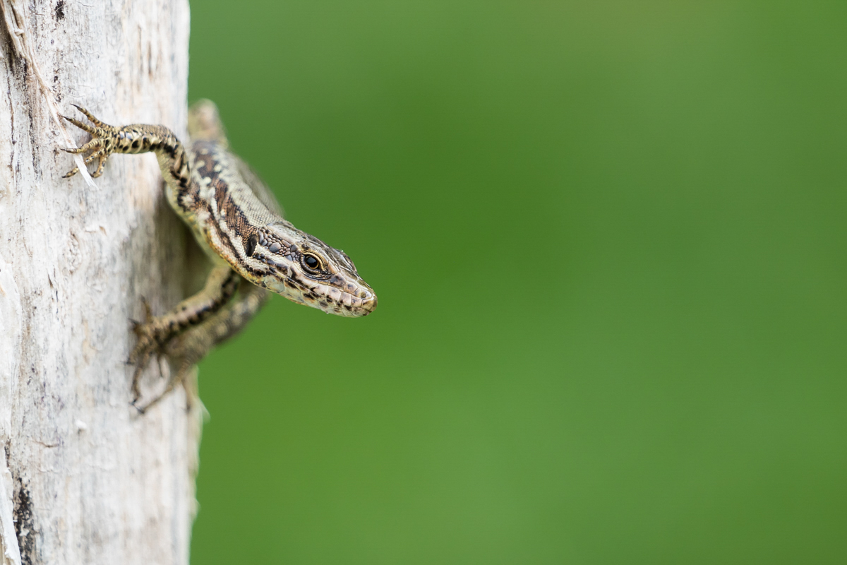 Eidechse klein-9110037.JPG