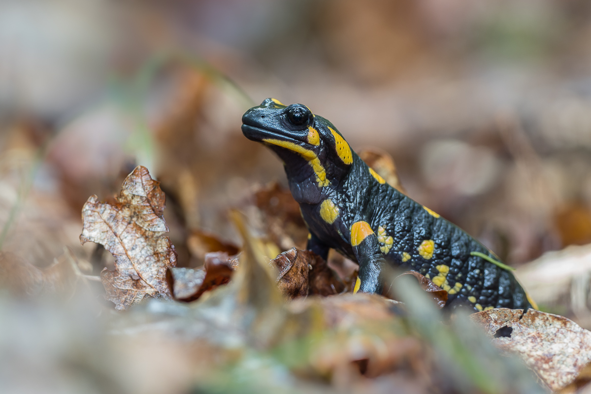 Salamander_25092020-Bearbeitet.jpg