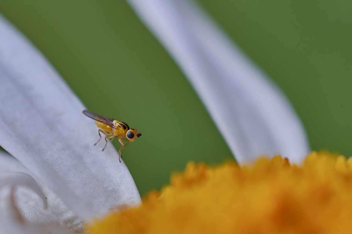 Halmfliege 3.jpg