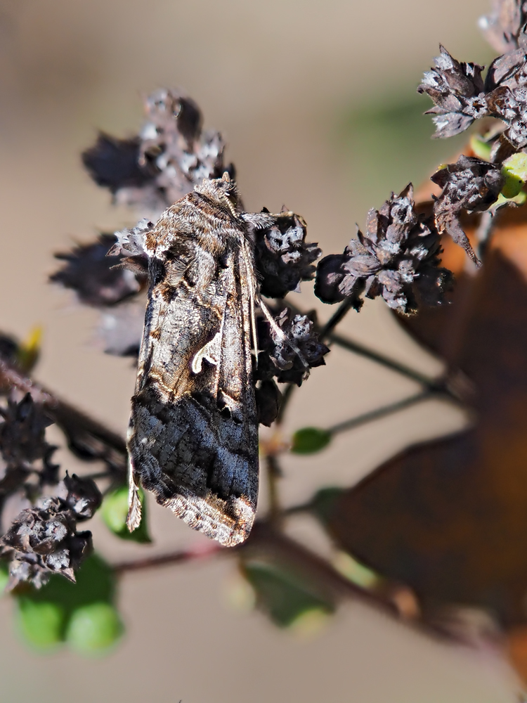 Autographa-gamma-OOG33122---Kopie.jpg