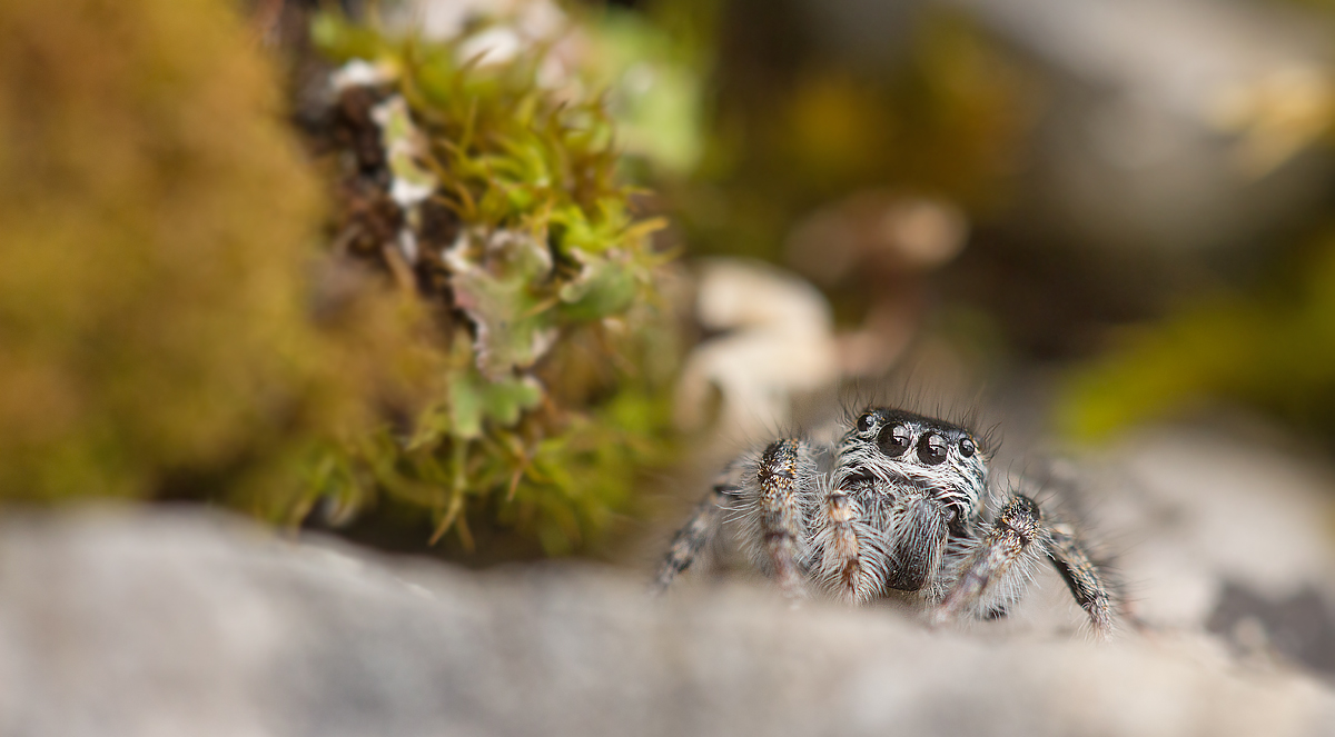 _MG_0725-Bearbeitet-2 Kopie.jpg