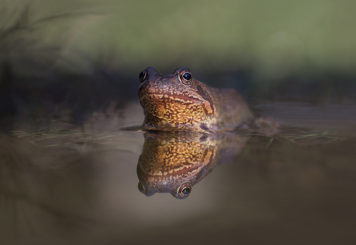 Grasfroschdame.jpg