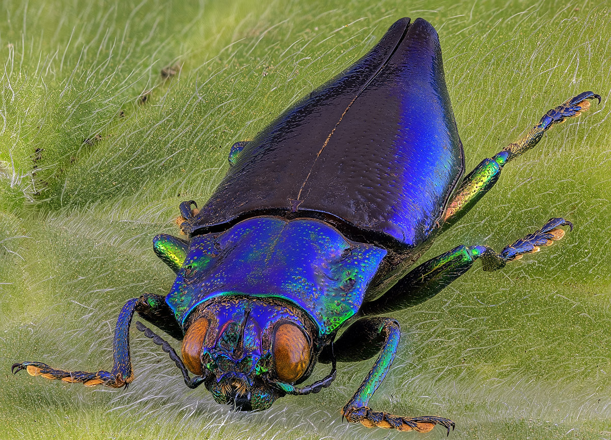 Cyphogastra_calepyga_TPnd_WS1200_TPc_G_K_Q70.jpg