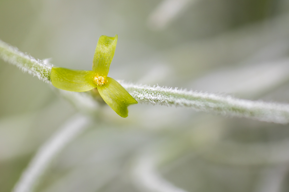 Tillandsia usneoides; Bromeliaceae (1).jpg