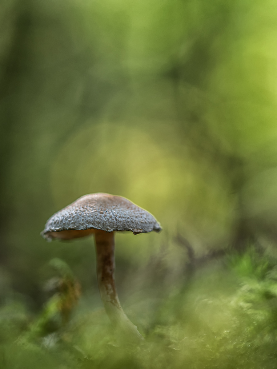 Pilz.jpg